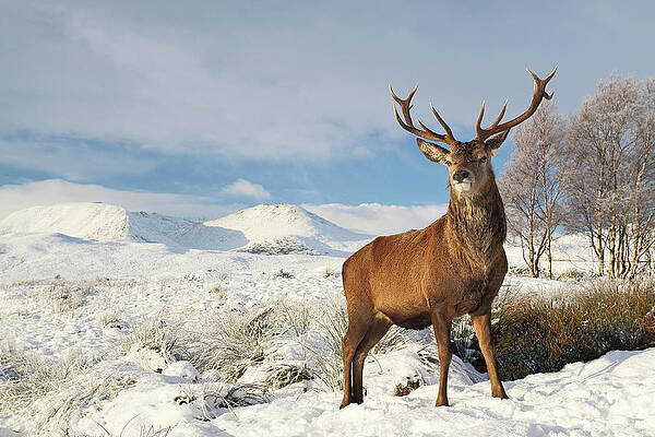 Scottish Highland Wall Art featuring the photograph Deer In The Snow by Grant Glendinning