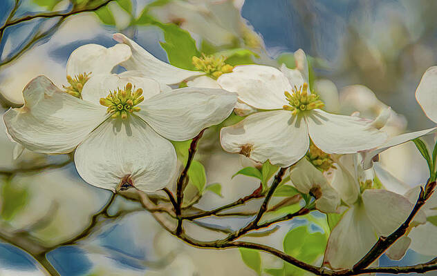 Spring Photograph - Delicate Dogwoods by Marcy Wielfaert