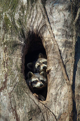 Wall Art featuring the photograph Den Tree II by Jeff Phillippi