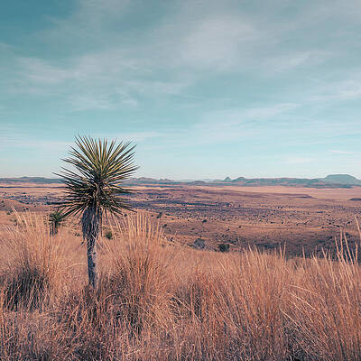West Texas Desert Landscape Wall Art
