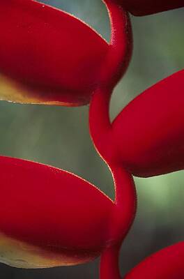 Wall Art featuring the photograph Detail Of The Heliconia Flower In by Veronique Durruty