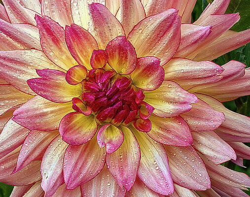 Beautiful Photograph - Dewy Dahlia Detail by Jean Noren