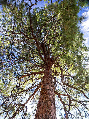 New Mexico Photograph - D.  H.  Lawrence Tree by Joe Schofield
