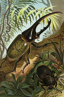 Insects Painting - Die Insekten, Tausendfussler Und Spinnen Pl 06 by Alfred Edmund Brehm