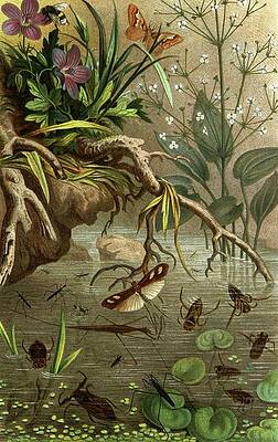 Insects Painting - Die Insekten, Tausendfussler Und Spinnen Pl 20 by Alfred Edmund Brehm