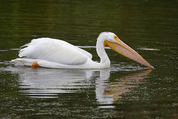 Wild Wall Art featuring the photograph Dinner At The Lake -- American White Pelican In Oso Flaco Lake, California by Darin Volpe
