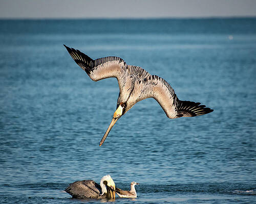 Wall Art featuring the photograph Dive Bomber by Jeff Phillippi