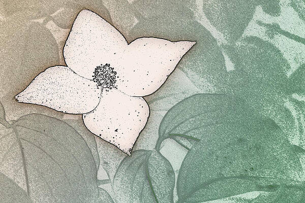 Nature Wall Art featuring the digital art Dogwood Flower Stencil On Sandstone by Jason Fink