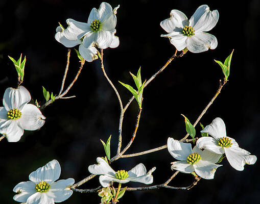 Vibrant Wall Art featuring the photograph Dogwoods Contrast by Marcy Wielfaert