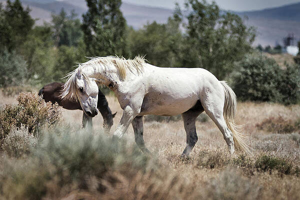 Nature Photograph - Dominant Stallion by American Landscapes