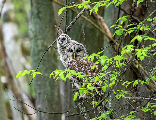Beautiful Wall Art featuring the photograph Double The Hoot by James Overesch