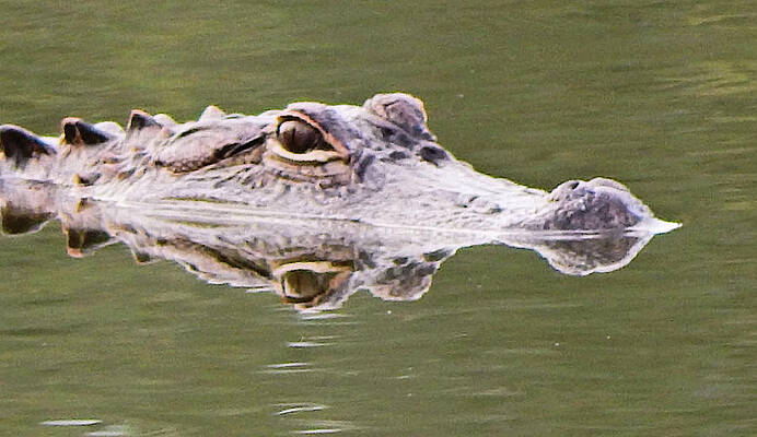 Wall Art featuring the photograph Double Trouble by Karen Stansberry
