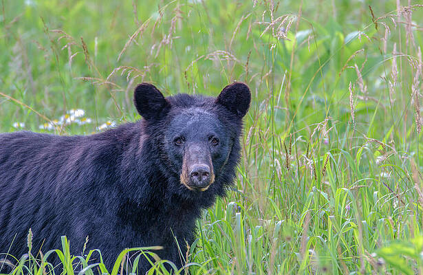 Wall Art featuring the photograph Douglas The Bear by Douglas Wielfaert