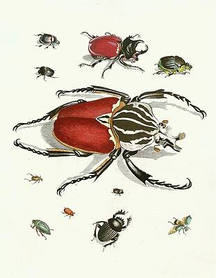 Insects Painting - Dr. Sulzers Short History Of Insects, Pl. 01 by Johann Heinrich Sulzer