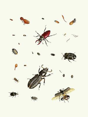 Insects Painting - Dr. Sulzers Short History Of Insects, Pl. 02 by Johann Heinrich Sulzer