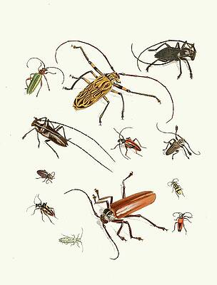 Insects Painting - Dr. Sulzers Short History Of Insects, Pl. 05 by Johann Heinrich Sulzer