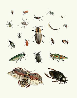 Insects Painting - Dr. Sulzers Short History Of Insects, Pl. 06 by Johann Heinrich Sulzer