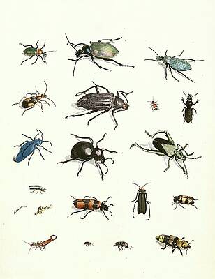Insects Painting - Dr. Sulzers Short History Of Insects, Pl. 07 by Johann Heinrich Sulzer