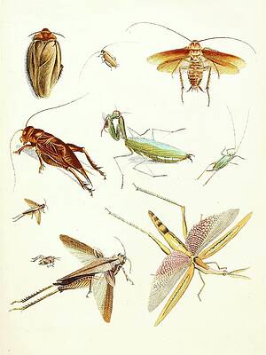Insects Painting - Dr. Sulzers Short History Of Insects, Pl. 08 by Johann Heinrich Sulzer