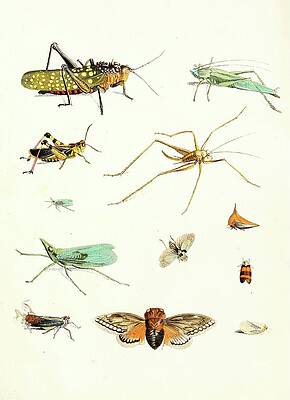 Insects Painting - Dr. Sulzers Short History Of Insects, Pl. 09 by Johann Heinrich Sulzer