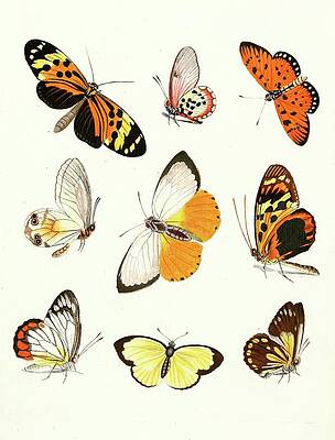 Insects Painting - Dr. Sulzers Short History Of Insects, Pl. 14 by Johann Heinrich Sulzer