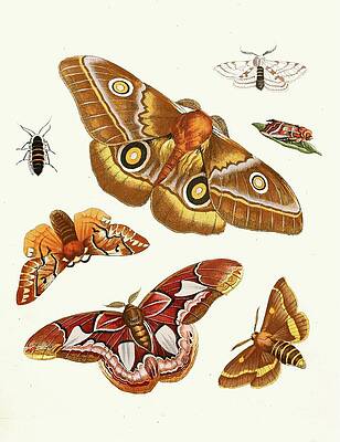 Insects Painting - Dr. Sulzers Short History Of Insects, Pl. 20 by Johann Heinrich Sulzer