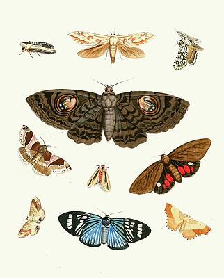 Insects Painting - Dr. Sulzers Short History Of Insects, Pl. 21 by Johann Heinrich Sulzer