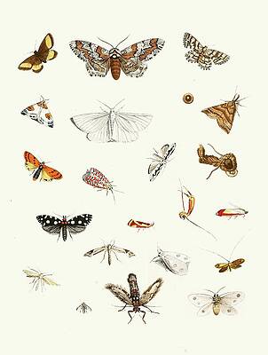 Insects Painting - Dr. Sulzers Short History Of Insects, Pl. 22 by Johann Heinrich Sulzer