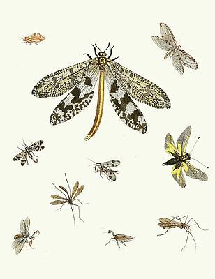 Insects Painting - Dr. Sulzers Short History Of Insects, Pl. 24 by Johann Heinrich Sulzer