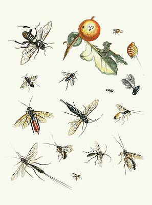 Insects Painting - Dr. Sulzers Short History Of Insects, Pl. 25 by Johann Heinrich Sulzer