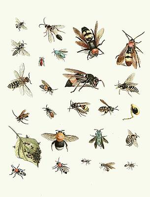 Insects Painting - Dr. Sulzers Short History Of Insects, Pl. 26 by Johann Heinrich Sulzer