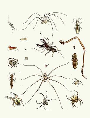 Insects Painting - Dr. Sulzers Short History Of Insects, Pl. 28 by Johann Heinrich Sulzer