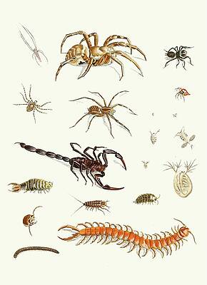 Insects Painting - Dr. Sulzers Short History Of Insects, Pl. 29 by Johann Heinrich Sulzer