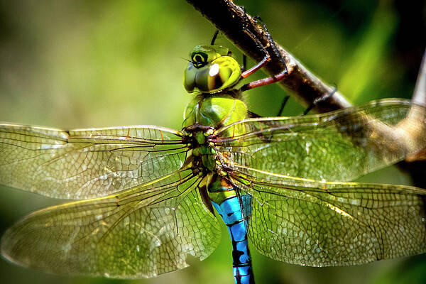 Natural Photograph - Dragonfly Closeup by David Morefield
