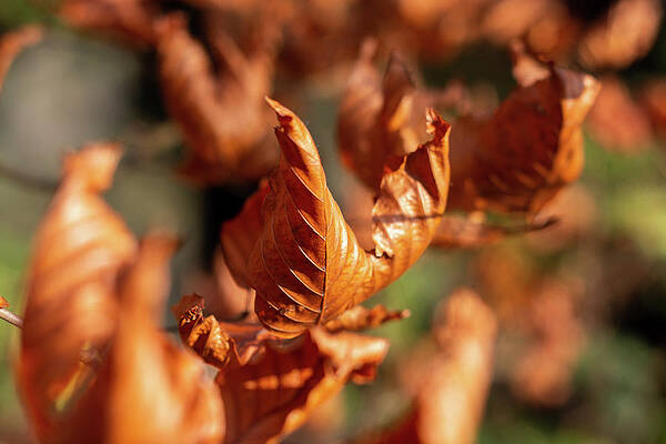 Wild Photograph - Dried Autumn Leaves by Scott Lyons