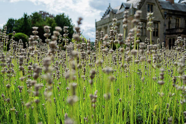 Organic Photograph - Dried Lavendar At Newstead Abbey by Scott Lyons
