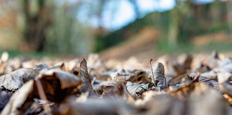 Organic Photograph - Dried Leaves On The Ground by Scott Lyons