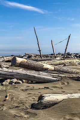 Summer Wall Art featuring the photograph Drift Wood On The Beach #2 by Tatiana Travelways