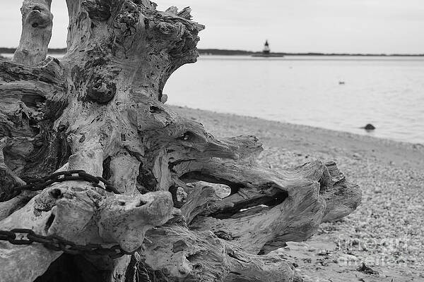 Wall Art featuring the photograph Driftwood By The Lighthouse by Debra Banks