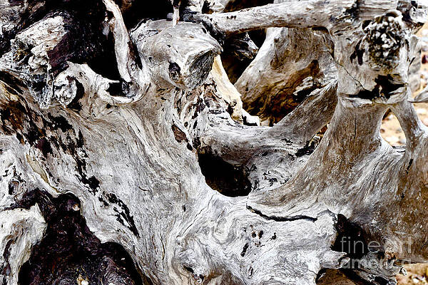 Wall Art featuring the photograph Driftwood Details by Debra Banks