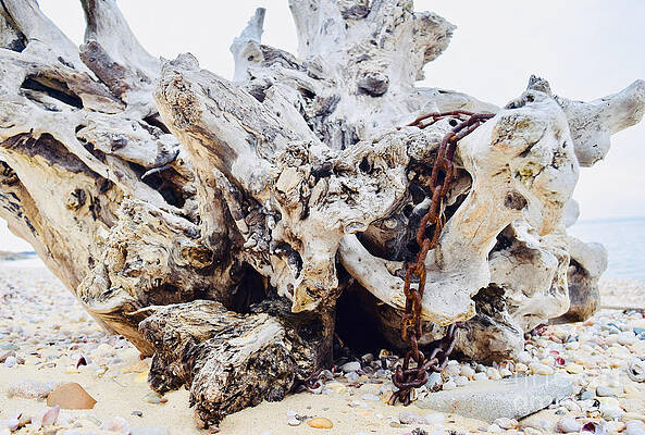 Wall Art featuring the photograph Driftwood In Chains by Debra Banks