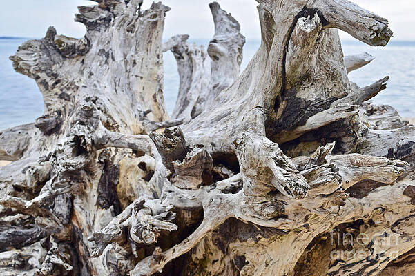 Wall Art featuring the photograph Driftwood Treasure by Debra Banks