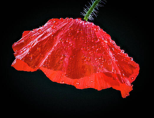 Dramatic Wall Art featuring the photograph Dripping Poppy by Jean Noren