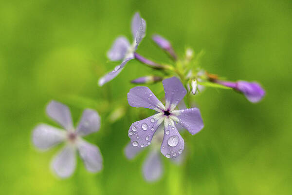 Beautiful Photograph - Drops Of Violet by Todd Wilkinson