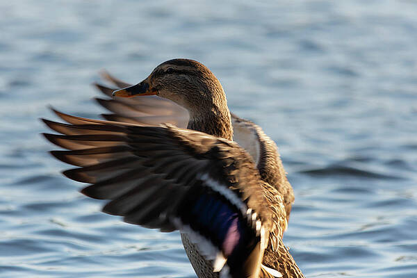 Wild Photograph - Duck Flapping Wings by Scott Lyons