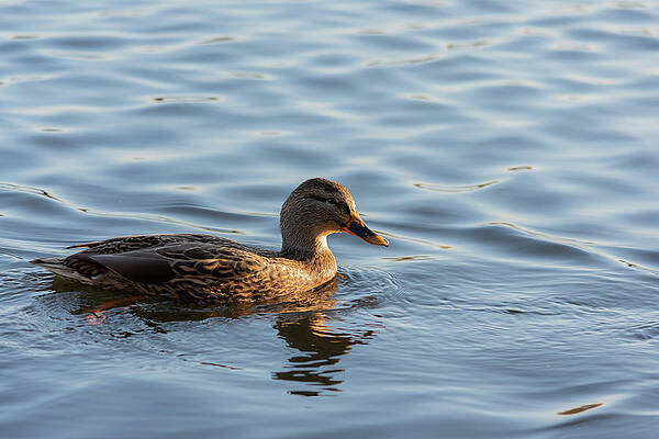 Wild Photograph - Duck In The Afternoon by Scott Lyons