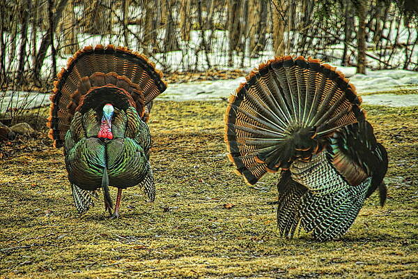 Wild Photograph - Dueling Strutters by Dale Kauzlaric