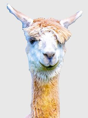 Funny Photograph - Duh Alpaca by Jonny D