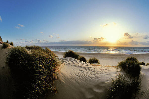 Dunes At Sunset, North Sea, Sylt Island, Westerland, Schleswig Holstein, Germany Print