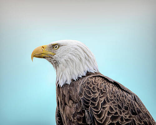 Beautiful Wall Art featuring the photograph Eagle Of Bay Beach by James Overesch